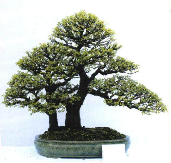 苏州首届精品盆景邀请展在吴江区中国旗袍小镇开幕