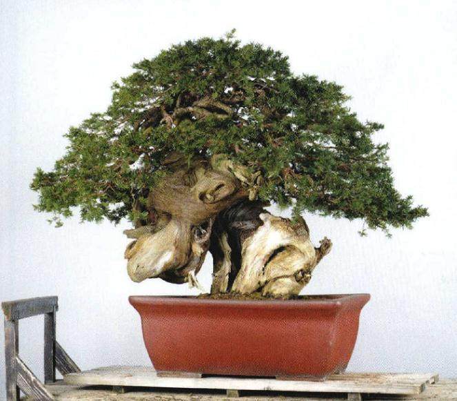 日本战国时代的一棵古树盆景 800岁了