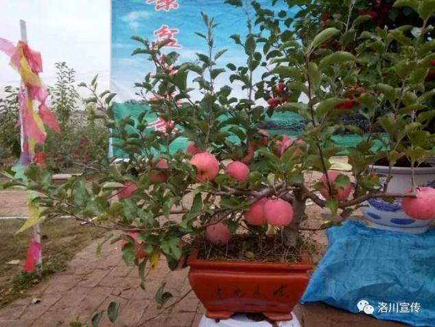 你的苹果盆景又上新闻联播了