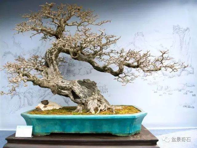 近年来 中国盆景界涌现出一大批盆景收藏者