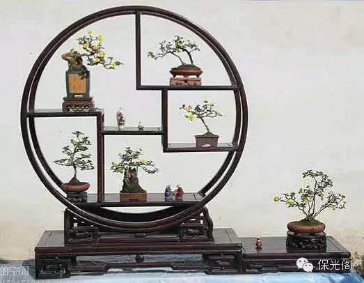 浅谈菊花盆景的制作与养护