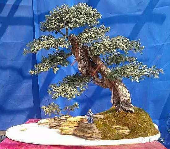 浅谈菊花盆景的制作与养护