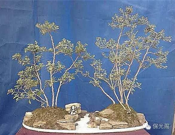 浅谈菊花盆景的制作与养护