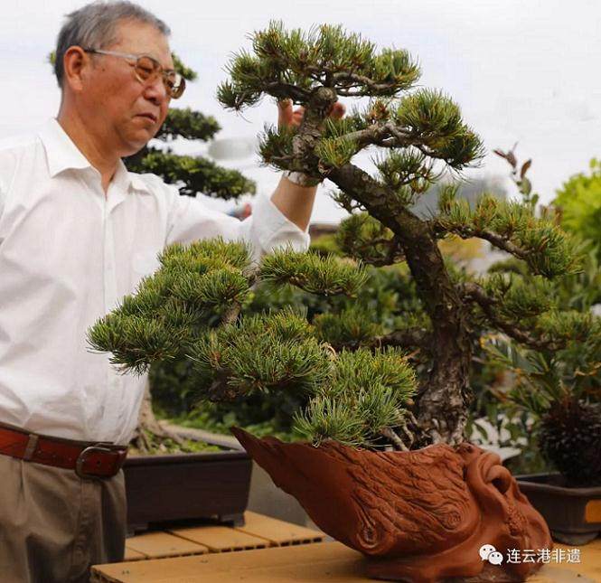 晨园盆景在80年代开始代表连云港参加国内盆景艺术大展