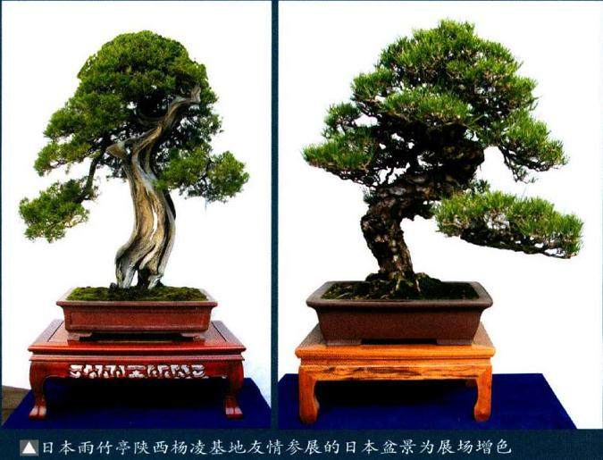 陕西第四届盆景艺术展也在金台山旅游文化景区拉开帷幕