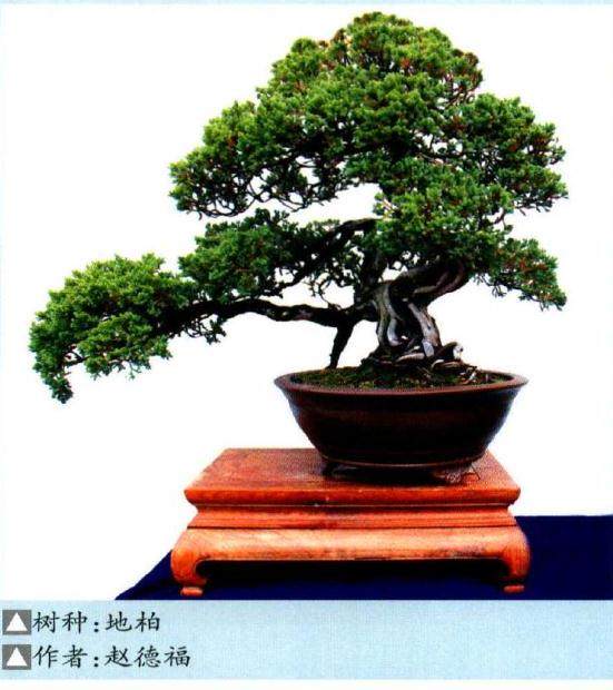 陕西第四届盆景艺术展也在金台山旅游文化景区拉开帷幕