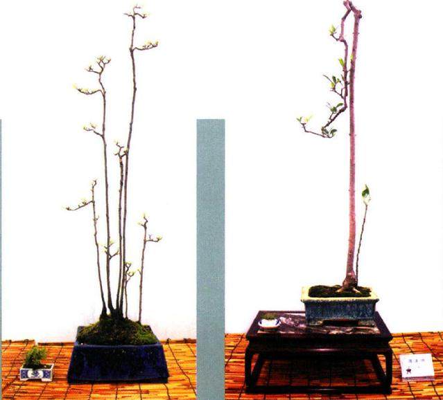 广州盆景协会承办的岭南素仁格盆景艺术研讨会