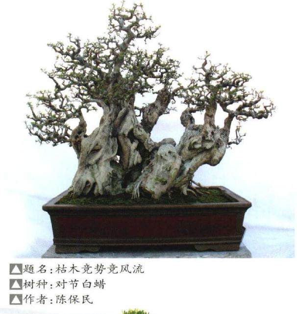 开封市铁塔公园承办的第九届盆景艺术展