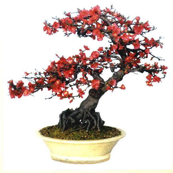 怎样才能使海棠盆景植株生长强健,适时开花?