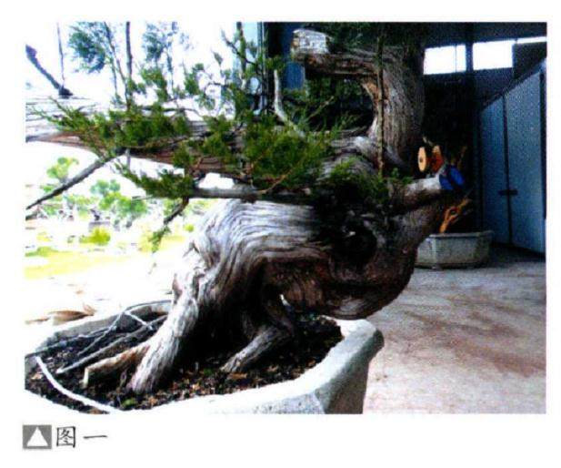 如何营造柏树盆景的苍劲纹理 使其阴阳转换?