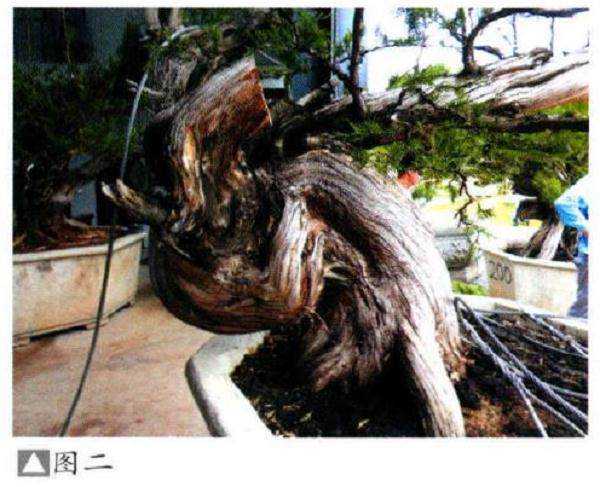 如何营造柏树盆景的苍劲纹理 使其阴阳转换?