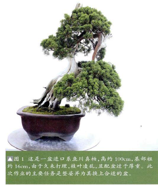 图解 真柏盆景怎么整姿换盆的12个过程