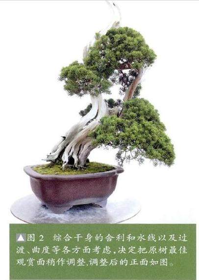 图解 真柏盆景怎么整姿换盆的12个过程