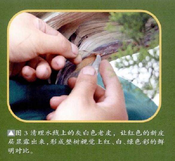 图解 真柏盆景怎么整姿换盆的12个过程