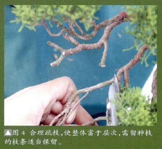 图解 真柏盆景怎么整姿换盆的12个过程