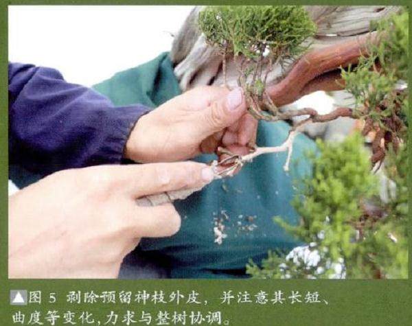 图解 真柏盆景怎么整姿换盆的12个过程