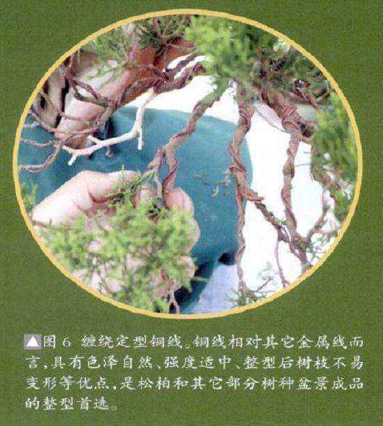 图解 真柏盆景怎么整姿换盆的12个过程