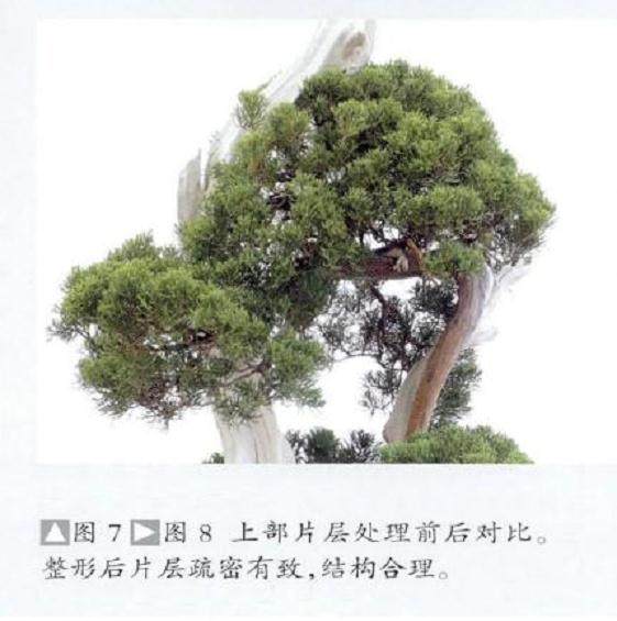 图解 真柏盆景怎么整姿换盆的12个过程
