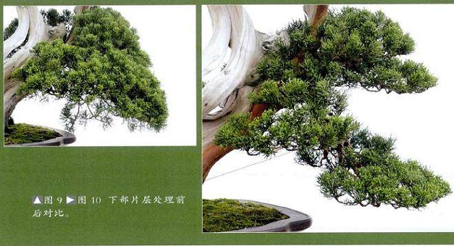 下部片层处理前后时比