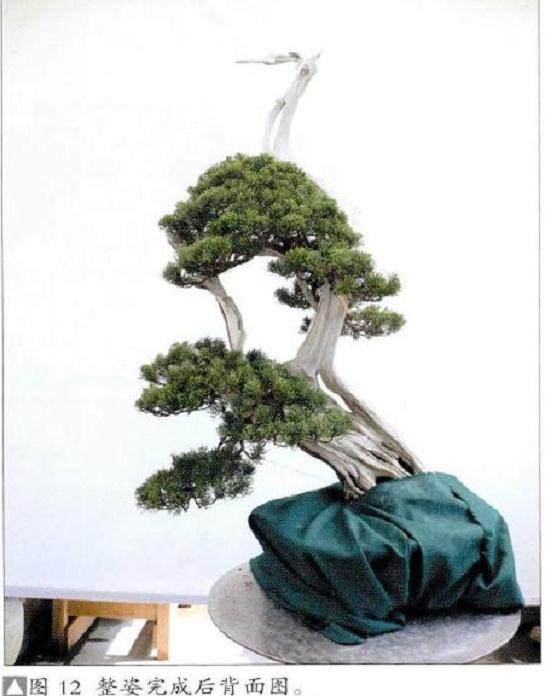 整姿完成后背面图