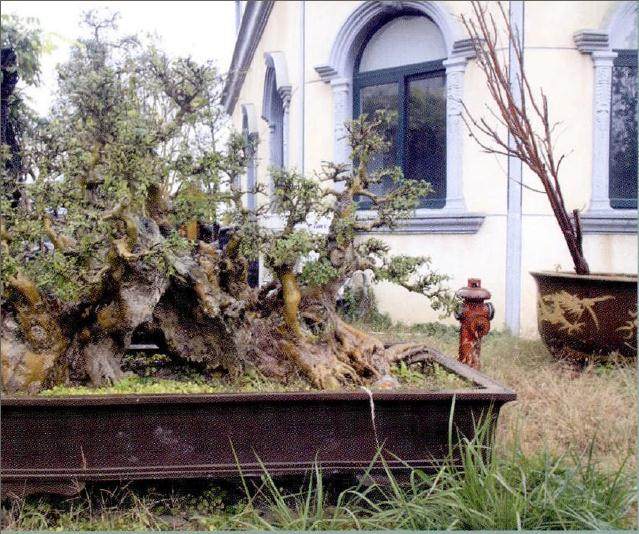 刘昌广参观考察了程义元的武汉盆景园