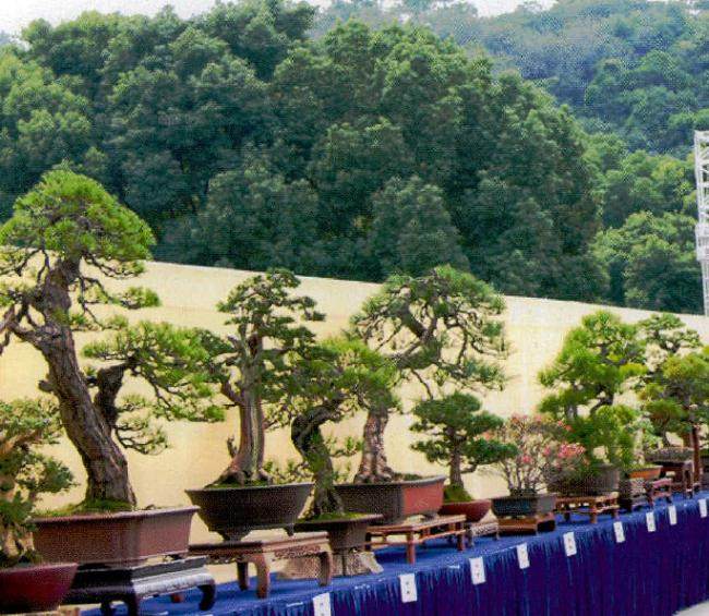 浙江省第八届盆景艺术展在江南水乡绍兴市盛大举办