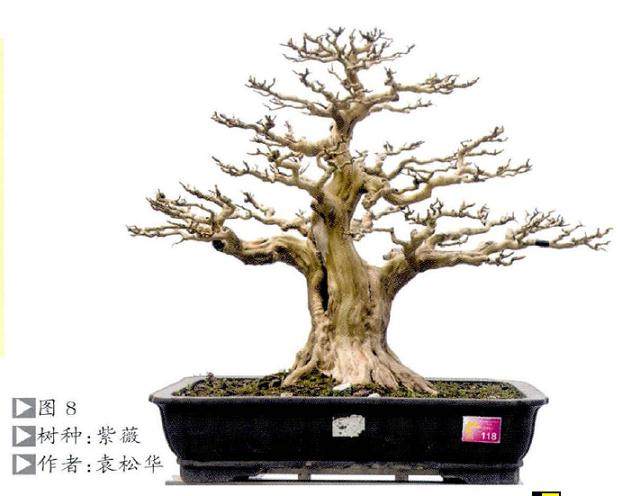 岭南盆景怎么截干蓄枝发展的良好趋向