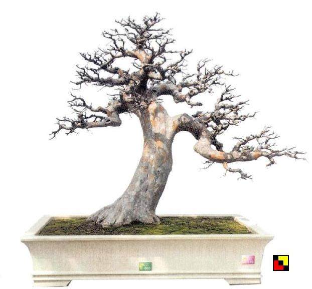 岭南盆景怎么截干蓄枝发展的良好趋向