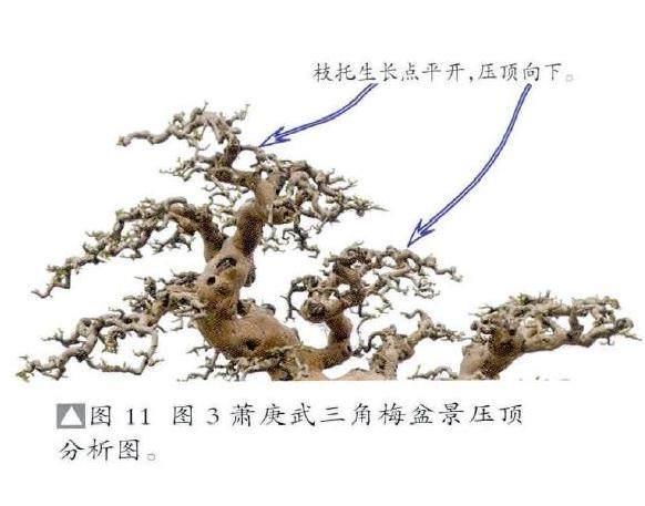 岭南盆景怎么截干蓄枝发展的良好趋向