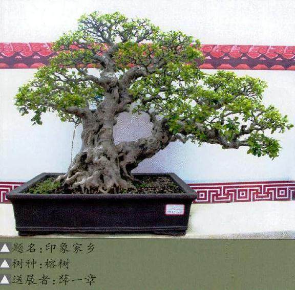 晋江市松柏科普植物园揭牌仪式在鸿江盆景园隆重举行