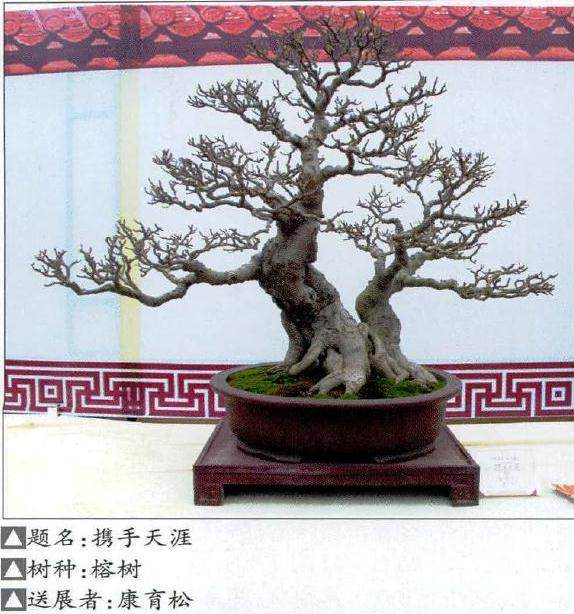 晋江市松柏科普植物园揭牌仪式在鸿江盆景园隆重举行