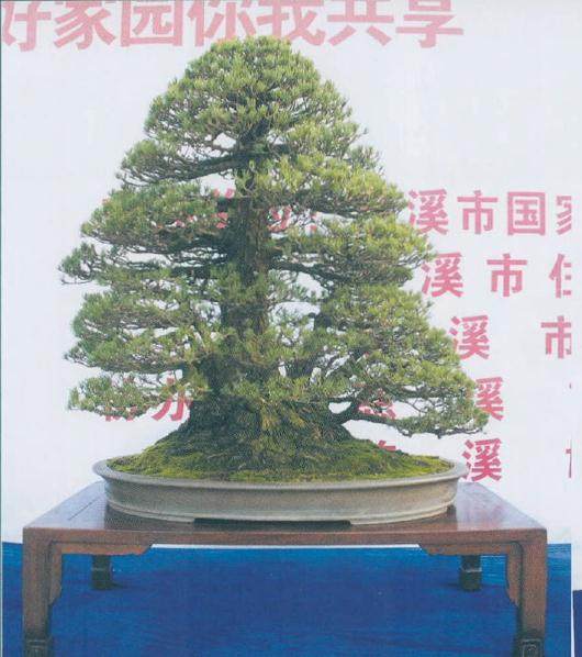 慈溪峙山公园举办博浩盆景园收藏的精品盆景展