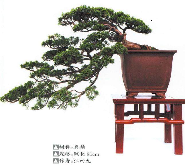 安庆市花卉盆景协会应邀组团参展并荣获佳绩