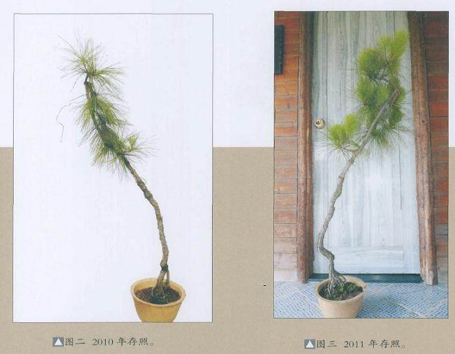 2年的盆景枝条一下剪除值不值得