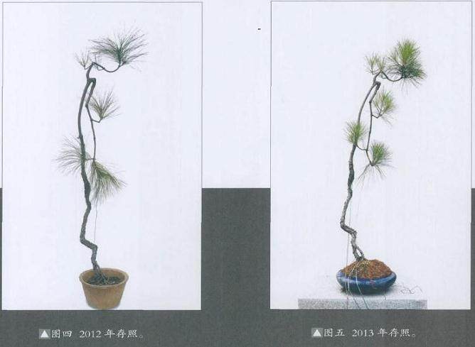 2年的盆景枝条一下剪除值不值得