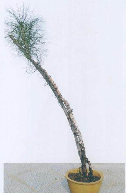 2年的盆景枝条一下剪除值不值得