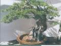 图解 真柏盆景《金戈铁马》怎么制作