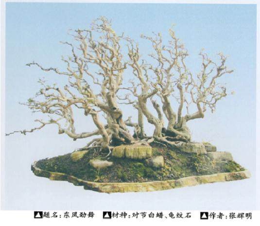 树石盆景的艺术特点可以总结为以下4点