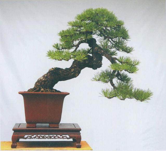 浙江省第八届盆景艺术展在绍兴成功举办