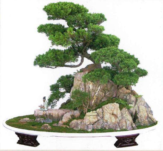 地柏盆景的取材与培育