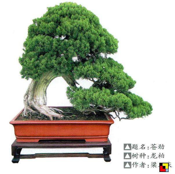 地柏盆景养护管理与施肥整形