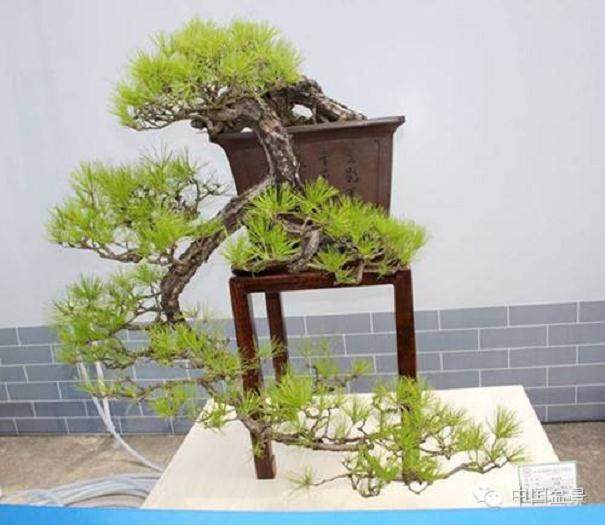 非常希望粤港澳台盆景艺术博览会能够在广东以外的地区举办