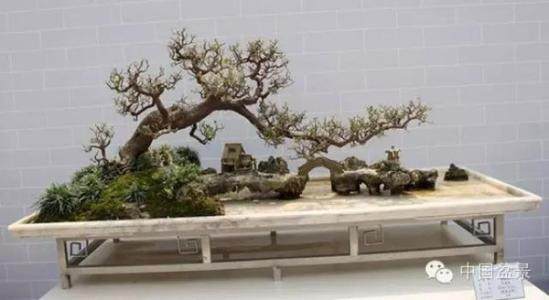 粤港澳台盆景艺术博览会是我们岭南盆景的重要展览品牌