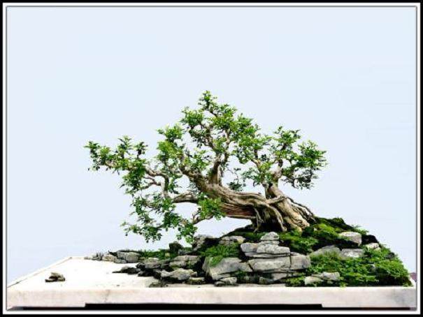 您觉得这次盆景博监会得以成功举力的因索是什么？