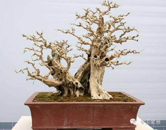 您的盆景提案促成了本届感会 这其中最关键的因素是什么？