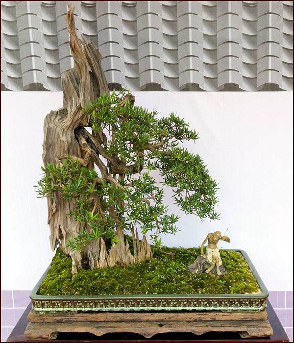 记者:台湾盆景爱好者对这场盛会反响如何?