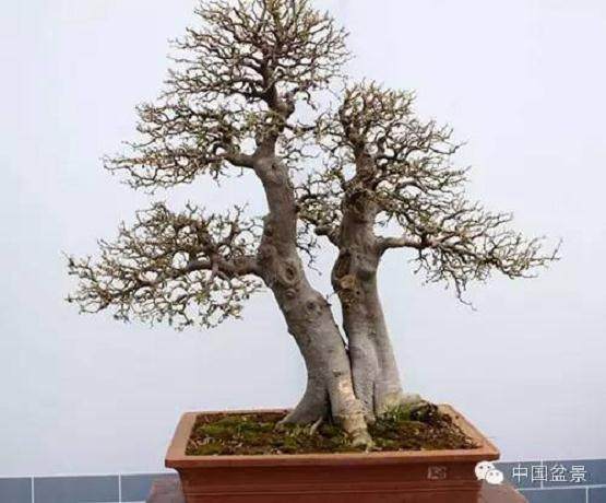 台湾盆景和岭南盆景在制作手法上有何不同?