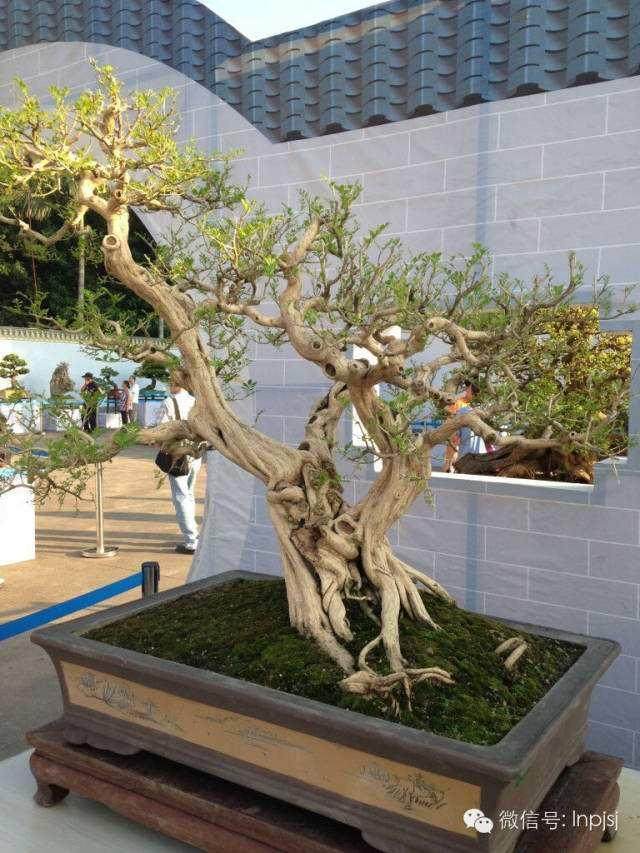 本届粤港澳台盆景艺术博览会在台湾成功举办