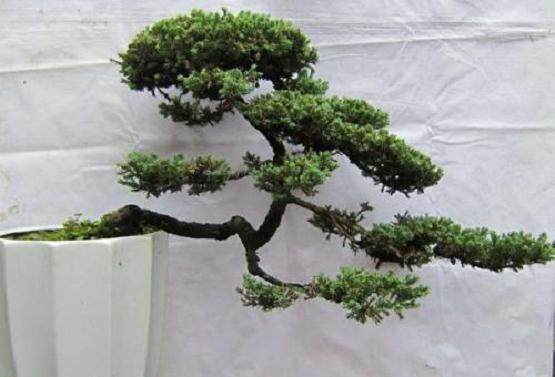 我一盆地柏盆景 上部叶色正常 下部枯黄?