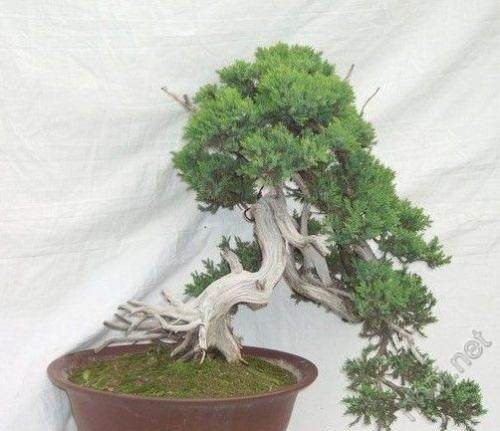 武汉市举办第四届盆景展开幕